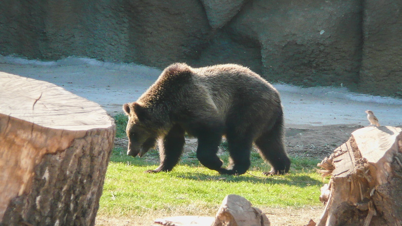Печальное событие в челябинском зоопарке — погибла медведица Забава