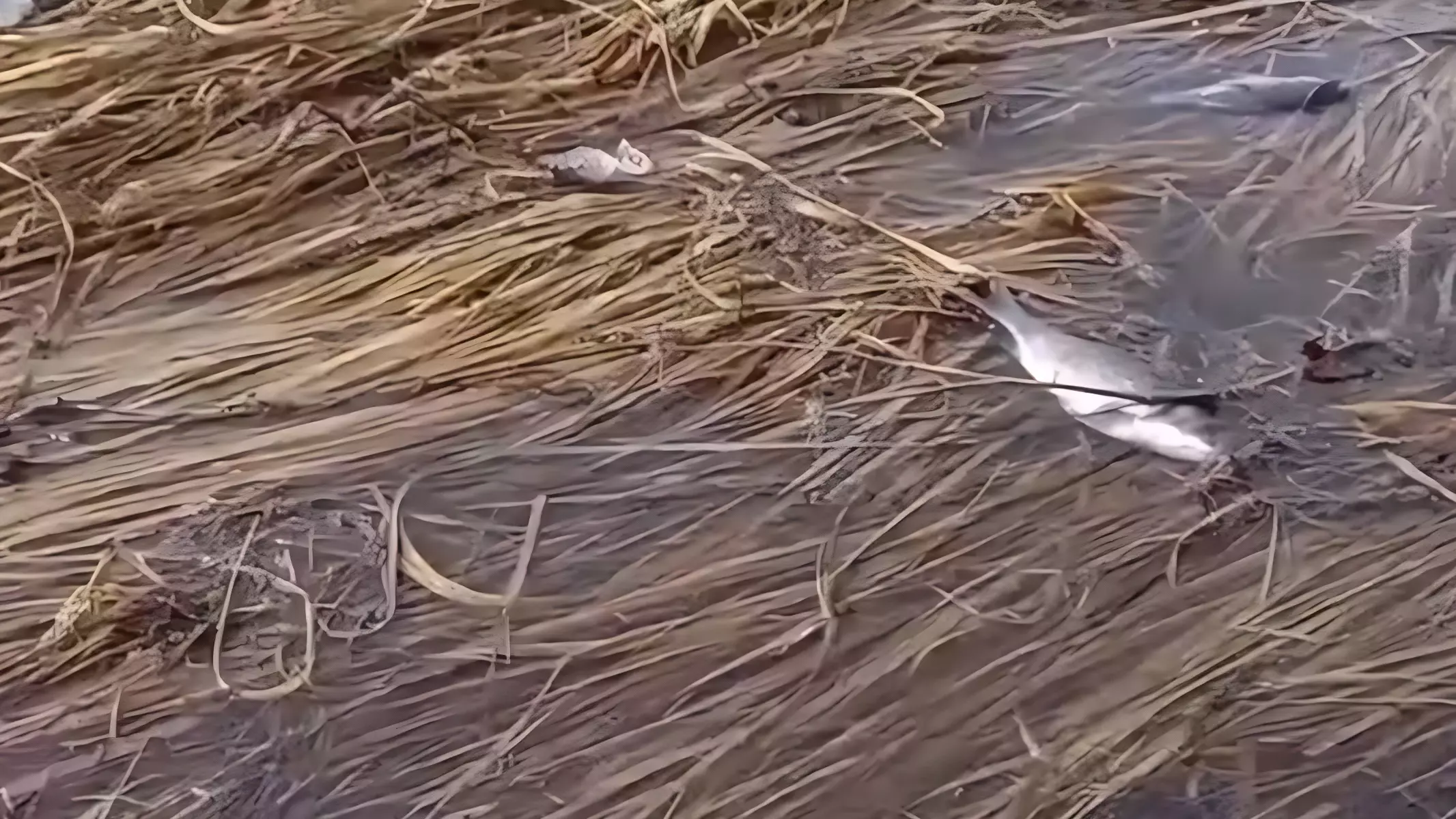 Причиной гибели рыбы в Челябинской области считают перелив дамбы